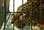 Two pet leopards seized and owner charged