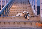 Six cases of human rabies in Bangkok since January 1