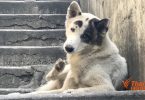 Lawmakers are proposing law to stop pet abandonment, prevent disease spreading