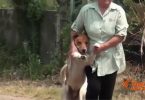 Livestock Dept assures rabies situation is under control although it is worse