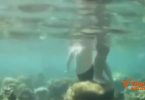 Tour boat operator fined for allowing tourists to step on coral reefs in Phi Phi islands
