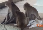 Mass vaccination of mammals in Hua Hin to prevent spread of rabies
