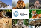 DNP: Wild tiger population in Thailand increases 