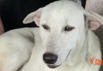 13 provinces declared red zone for rabies watch