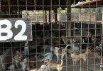 Bangkok and Nonthaburi declared temporary rabies epidemic zone