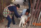 Alert for rabies in Tak after a 7-year old Myanmar boy dies of suspected rabies