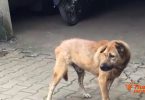 Rabies claims another life, bringing death toll to six