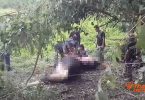 Gaur dies mysteriously in Phetchaburi