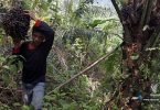 Indonesia protests EU’s restriction on crude palm oil