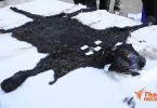 Lengthy forensic process continues on panther ‘s death