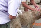 Livestocks Department and FDA assure anti-rabies vaccines up to standard