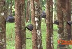 Rubber farmer leader detained after planning a protest in Trang 