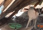 Health ministry blames irresponsible owners of cats and dogs for the spread of rabies