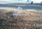 Probe ordered into the emergence of huge number of pagoda shells on shore