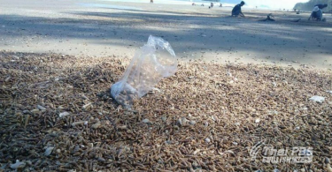 Probe ordered into the emergence of huge number of pagoda shells on shore