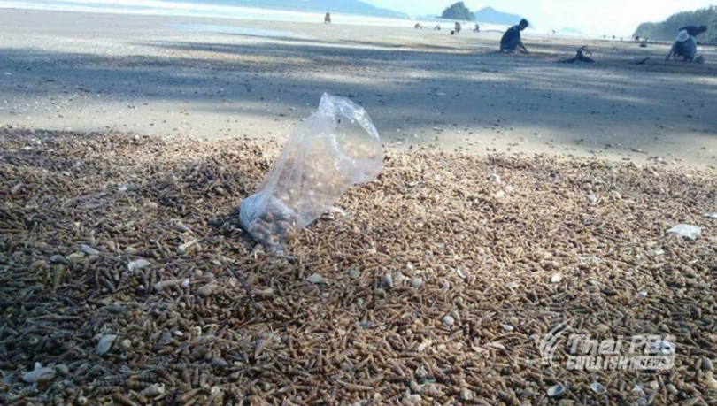Probe ordered into the emergence of huge number of pagoda shells on shore