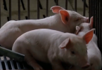 Pig farmers call for help to boost pig price