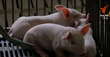 Pig farmers call for help to boost pig price
