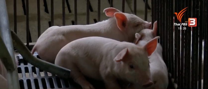 Pig farmers call for help to boost pig price