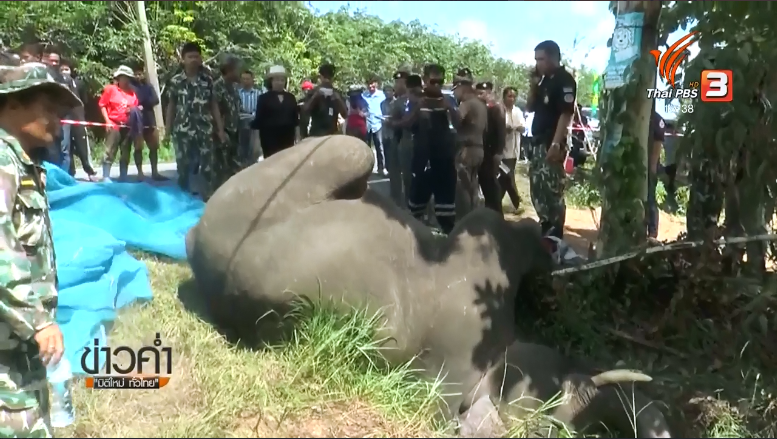 Elephant found dead, believed electrocuted, on the brink of forest