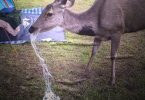 Wildlife’s suffering from plastic garbage