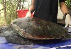 Plastic scraps found in the stomach of a green sea turtle which died while being treated