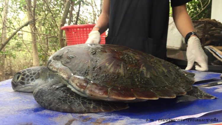 Plastic scraps found in the stomach of a green sea turtle which died while being treated