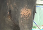 Elephants in South falling sick, possibly from mud, contaminated food