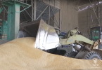 Maize farmers fear effects from imported barley