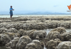 Extreme low tide off Prachuab Khiri Khan coast is normal phenomenon