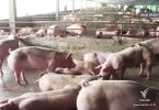 Over 8,500 pigs impounded after being tested for enhancing meat color substances 