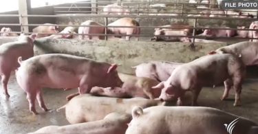 Over 8,500 pigs impounded after being tested for enhancing meat color substances 