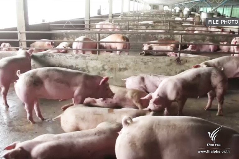 Over 8,500 pigs impounded after being tested for enhancing meat color substances 
