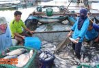 Mass fish death warned during rainy season