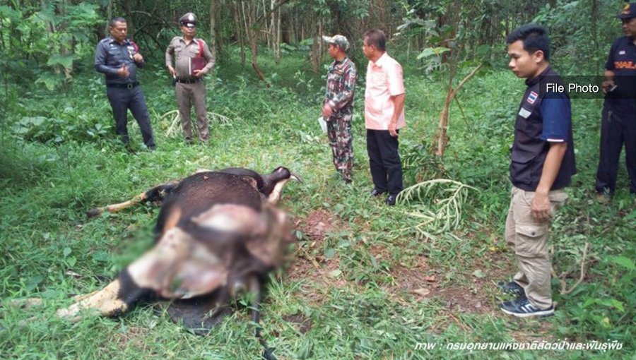 A hunter who allegedly shot dead a gaur arrested