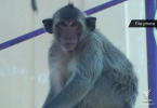 Conflict monkeys released into nature off Phuket coast