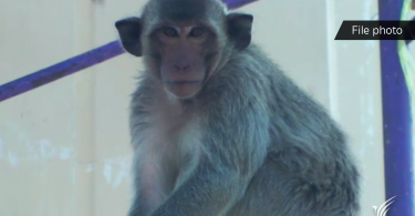 Conflict monkeys released into nature off Phuket coast