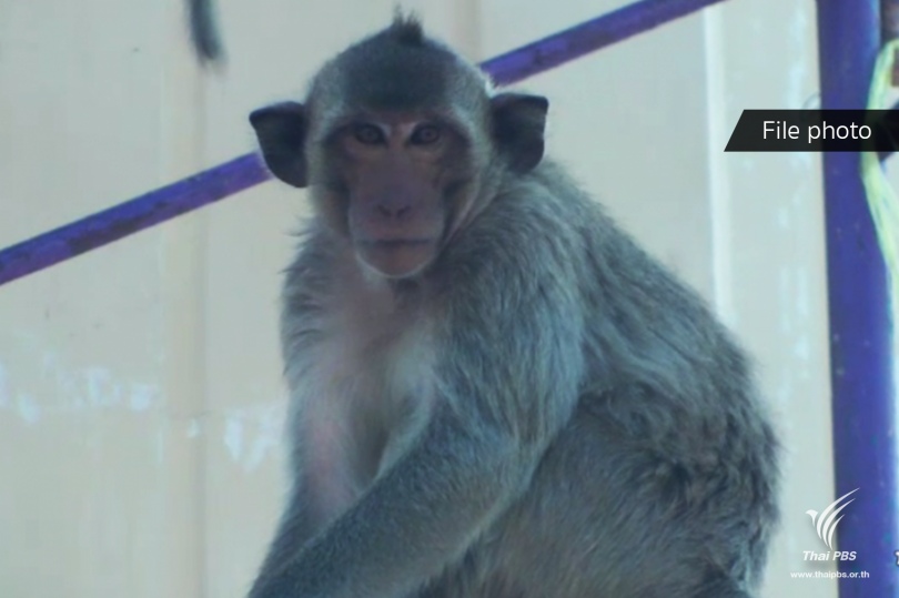 Conflict monkeys released into nature off Phuket coast