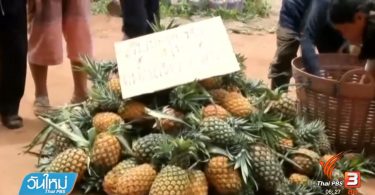 Measures being taken to cope with oversupply of pineapple in Chiang Rai