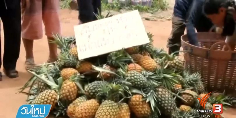 Measures being taken to cope with oversupply of pineapple in Chiang Rai