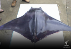 Stingrays and sawfish declared protected species