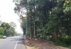 Forest department says cutting of trees along highways need public consent