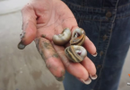 Return of turban shells in Chumporn after 20 years of absence