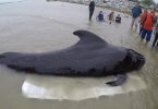Whale dies after swallowing 80 plastic bags