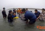 Second pilot whale dies with 8 kgs of plastic bags in its stomach