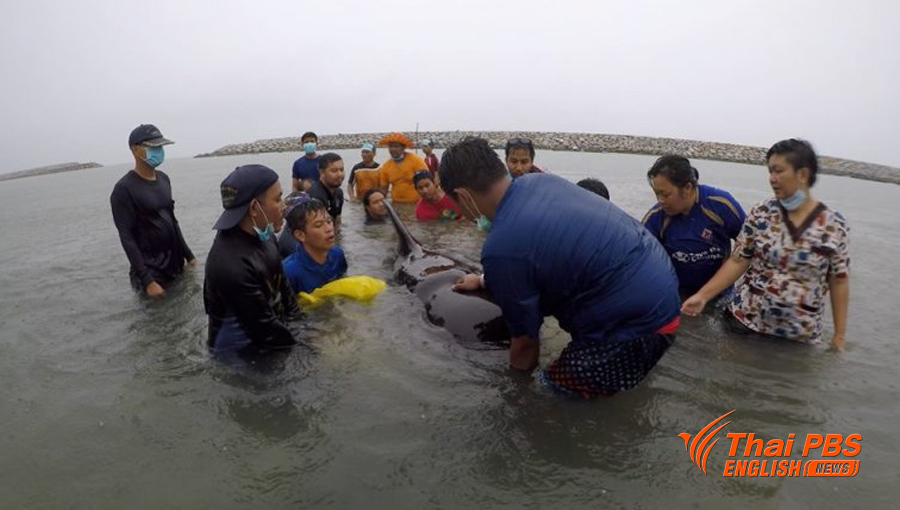 Second pilot whale dies with 8 kgs of plastic bags in its stomach