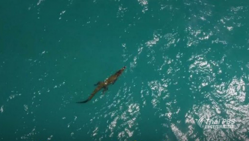 Crocodile escapes capture on Karon beach
