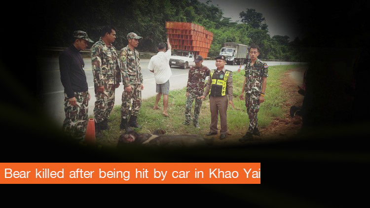 Bear killed after being hit by car in Khao Yai
