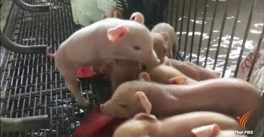 Bung Kan hit by flash floods