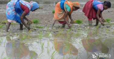 India is now world’s No. 1 rice exporter  |